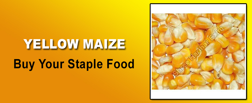Buy Your Staple Food From Yellow Maize Exporter