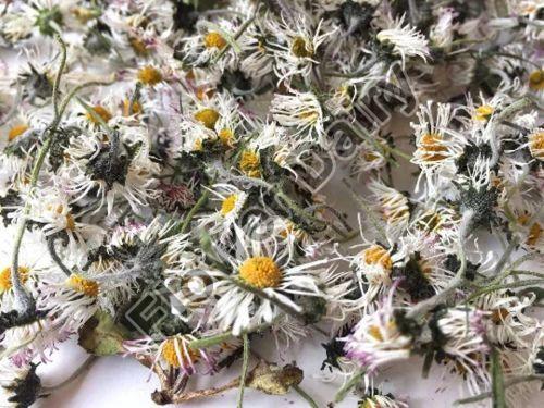 Dried Daisy Flowers: Nature\'s Timeless Delight