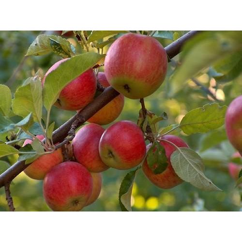Apple Fruit Plant – Find the Quality Plants from Renowned Supplier
