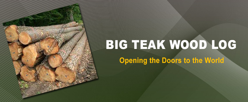 Opening the Doors to the World of Big Teak Wood Log