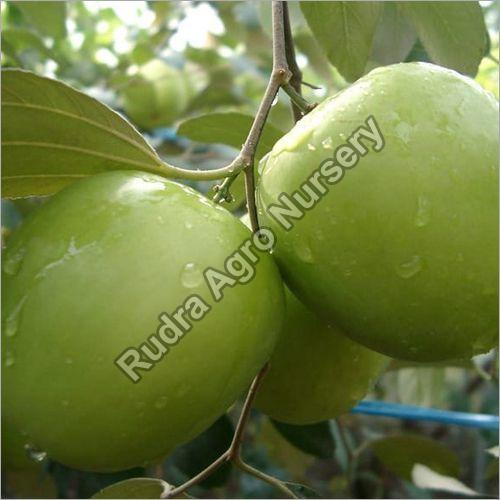 Get a Faster Delivery of Apple Ber Plant with Apple Ber Plant Suppliers
