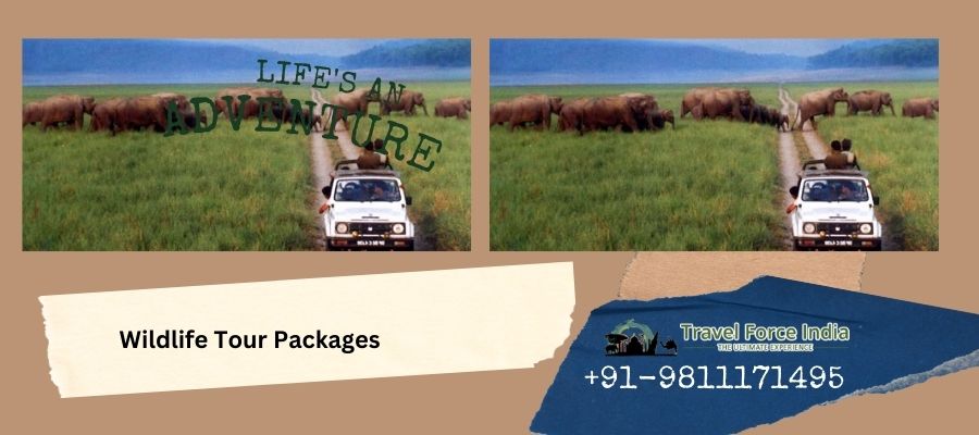 What Are The Benefits Of Opting for Wildlife Tour Packages?