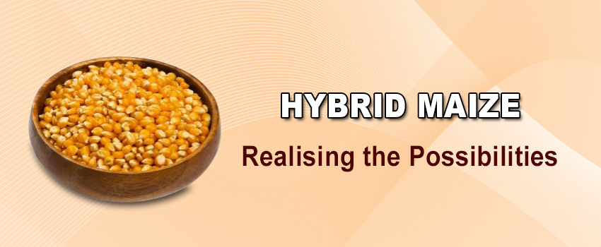Realising the Possibilities: Advantages of Hybrid Maize