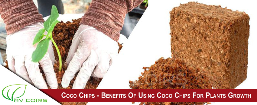 Coco Chips - Benefits Of Using Coco Chips For Plants Growth