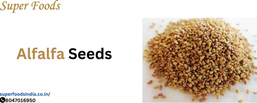 Alfalfa Seeds Exporters- impart great benefits to humans and Animals As well