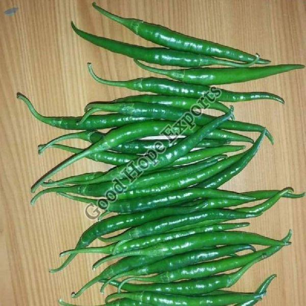 The Spicy Delight: Fresh Green Chilli in Maharashtra