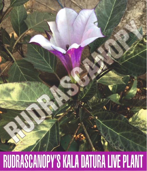 The Health Advantages and Medical Applications of Datura