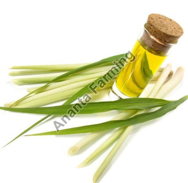Know A few Health Benefits of Lemongrass Oil Before Buying In Bulk