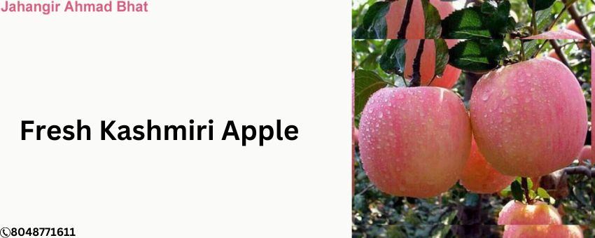 Fresh Kashmiri apples come with amazing health benefits