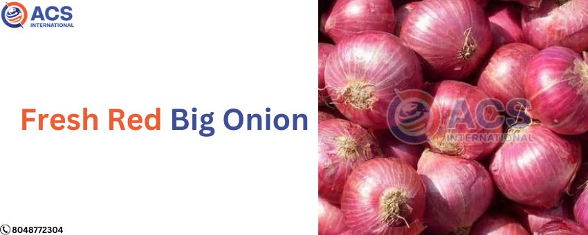 The role of fresh red big onion exporters