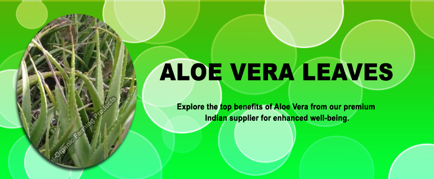 All about Aloe Vera Leaves Supplier India: Key Benefits