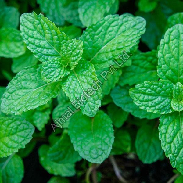 The Importance of Peppermint Ex Mentha Oil