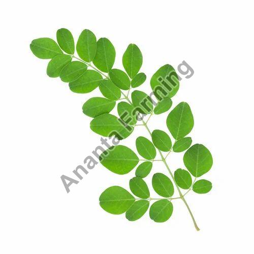 The Significance of Moringa Leaves Manufacturers in Nutritional Content