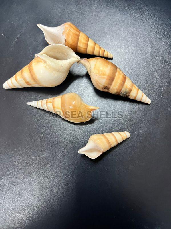 A Few Tips to Identify the Right Sea Shells