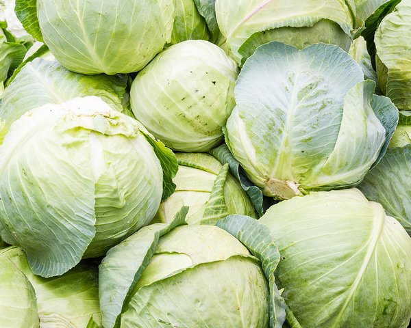The Global Market of Fresh Green Cabbage Exporters
