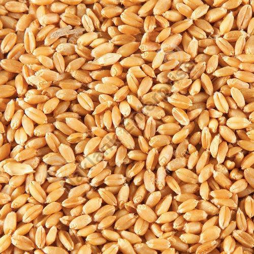 The Superior Choice: Organic Wheat Seeds for Farming