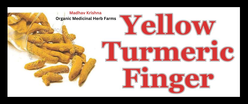 Learn about the Effective Benefits of Turmeric