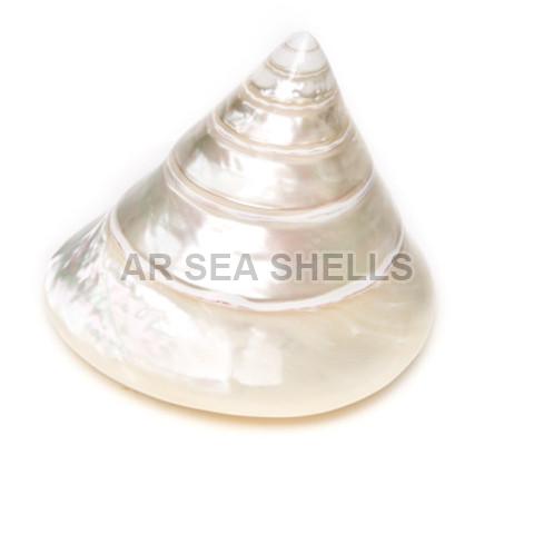 Mother Pearl Seashell Supplier: Mixes with Organic Stuff