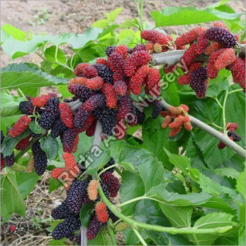 The Importance of Mulberry Plant Suppliers