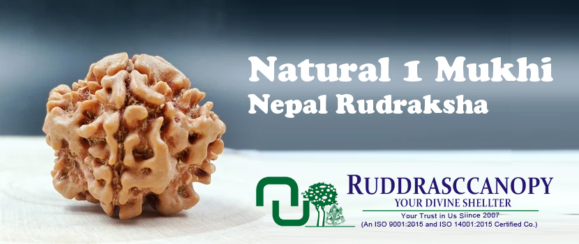 Rudraksha Beads from Nepal: The Ancient Seeds of Health, Wealth, and Wisdom