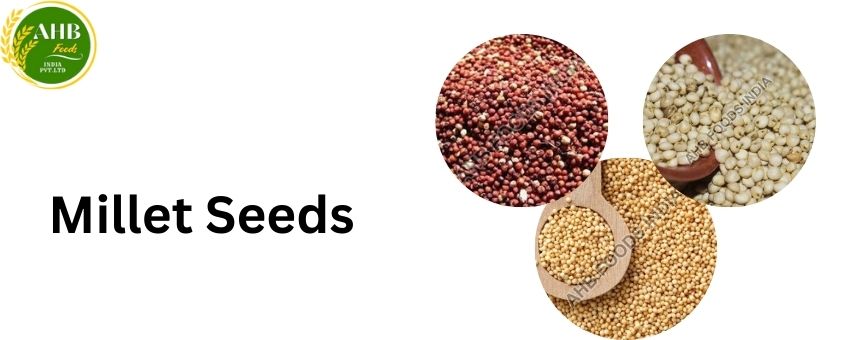 Key Considerations to Choose The Right Millet Seeds Wholesaler