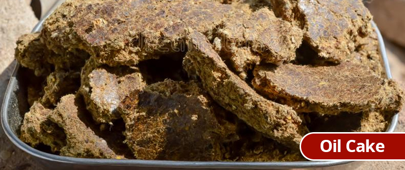 A guide to oil cakes: uses, benefits and global export