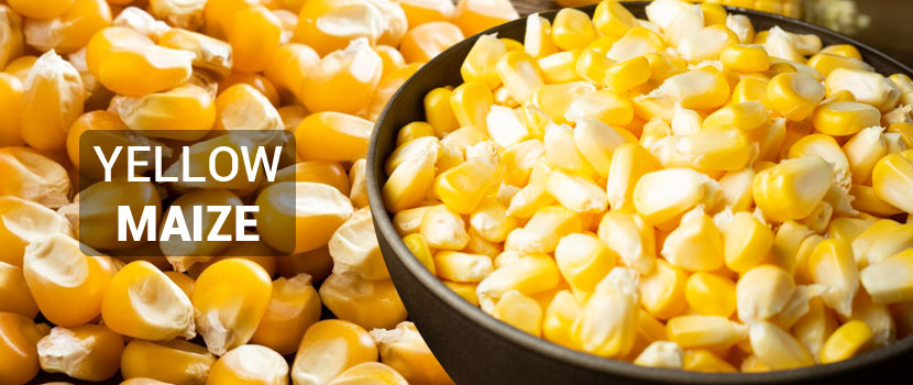 How to Select the Best Yellow Maize Manufacturer in India?