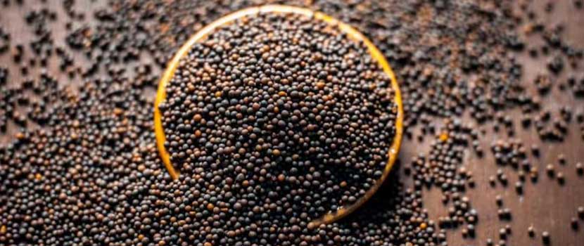 5 Reasons Why UK Businesses Should Buy Black Mustard Seeds from India