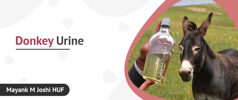 Donkey Urine Supplier: Get the All-Natural Product