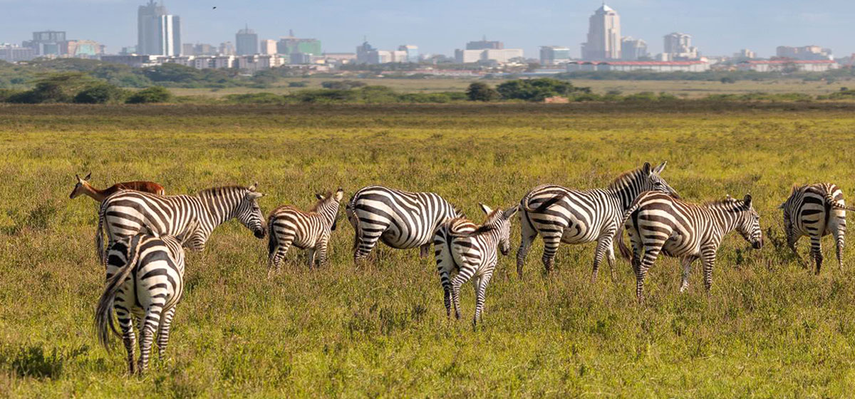 All You Need to Know About Tanzania Wildlife Safari Tour Packages