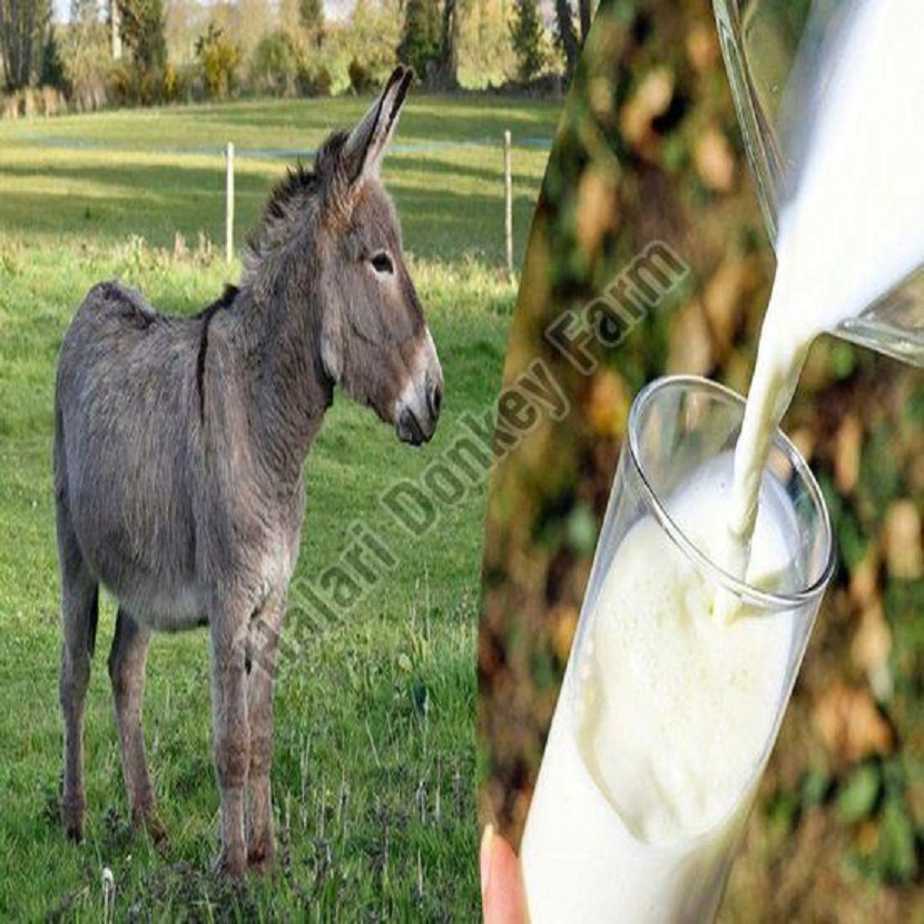 Top Tips to Ensure Quality When Buying Donkey Milk Powder