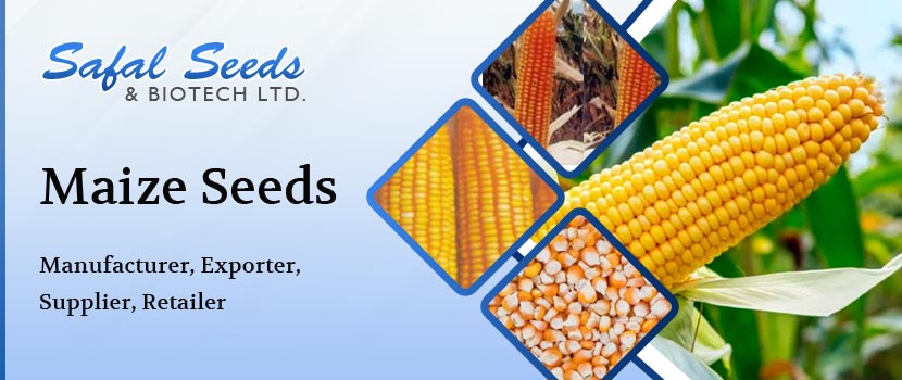 The Significance of Maize Seeds