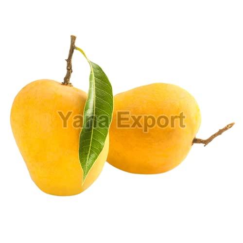 Fresh from India: Why Choosing a Trusted B2B Fresh Fruits Exporter Feels Like a Win-Win