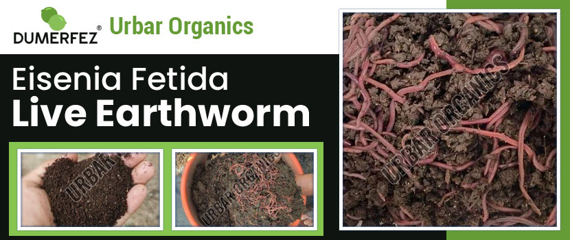 Eisenia Fetida Live Earthworm Is Changing the Way We Compost