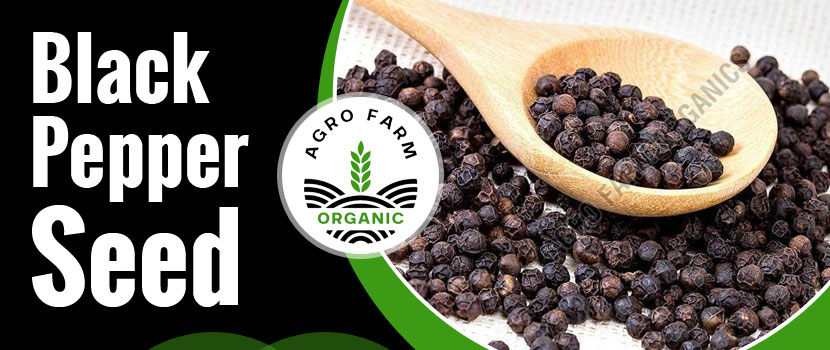 Choosing the Right Black Pepper Seed Supplier: Why Reputation Pays in the Long Run