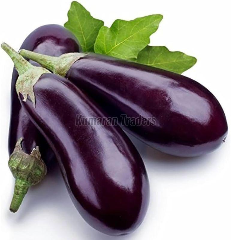 Freshness and Quality with the Best Natural Purple Brinjal Supplier