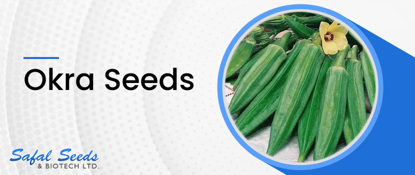 Okra Seeds Supplier – Why the Right One Matters to Farmers