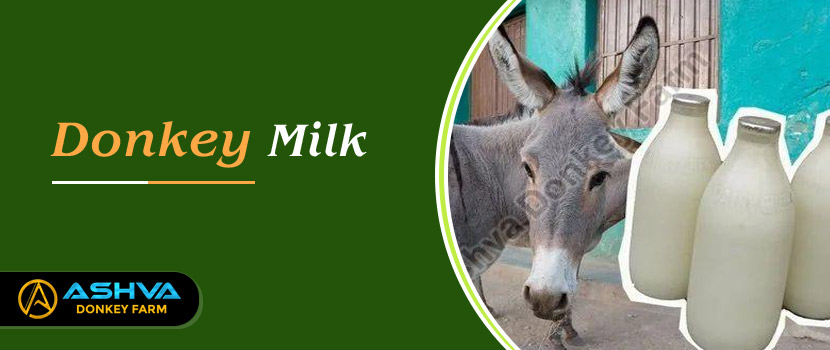 Donkey Milk: an exclusive and healthy dairy product.