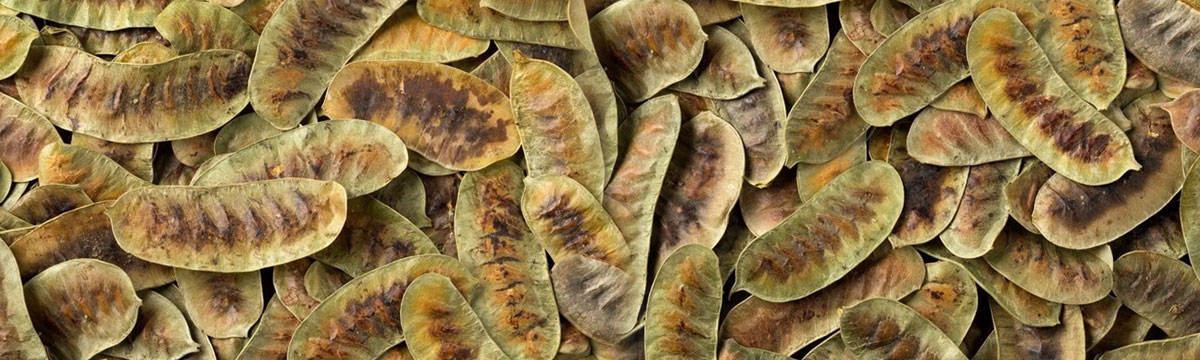 Senna Pods Manufacturer in Rajasthan — Supplying Herbal Excellence