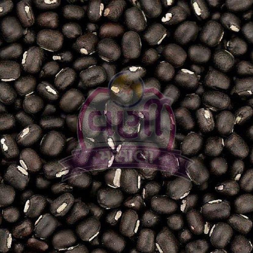 High Demand for Whole Black Urad Dal: Trader’s Choice for Quality & Benefits