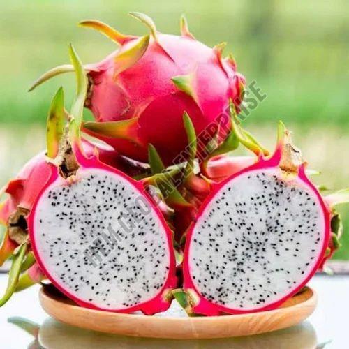 Fresh Dragon Fruit Exporter: How to Pick the Best Partner for Your Supply