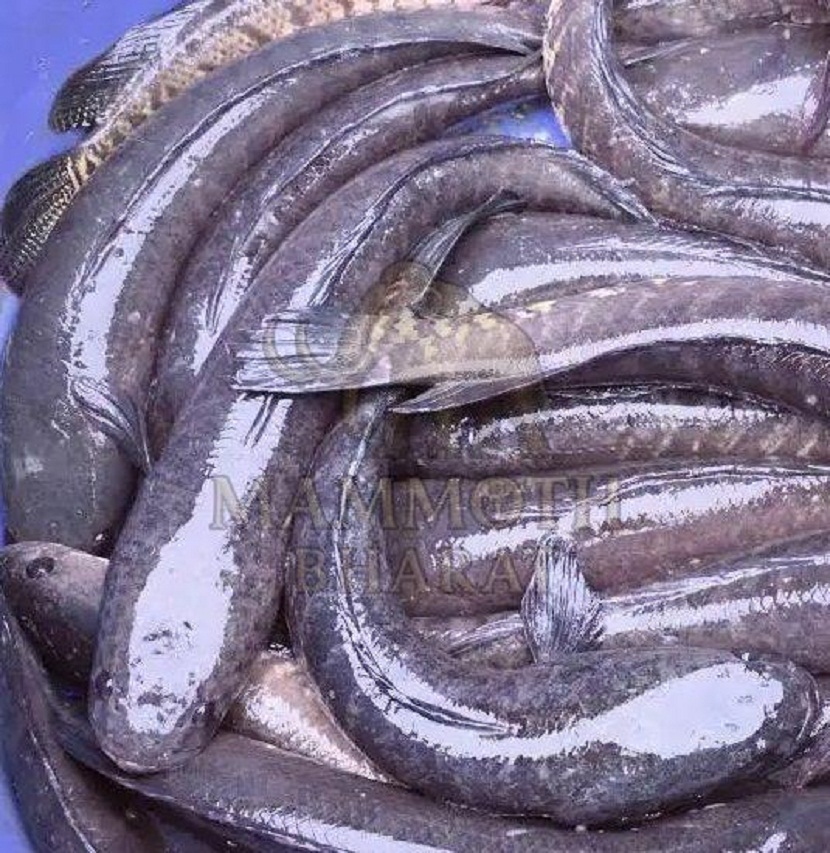 Freshwater Snakehead Murrel Fish Supplier Supporting Small and Big Buyers