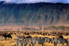 Ngorongoro Tour Packages: Explore Africa’s Natural Wonder
