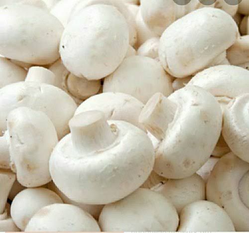Reliable Organic White Mushroom Supplier for Fresh and Quality Mushrooms