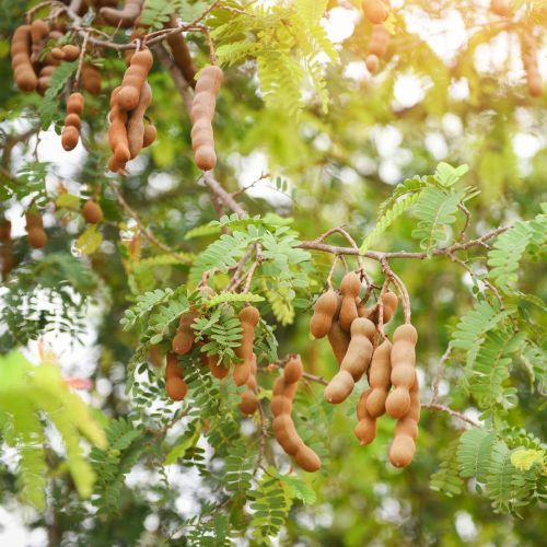 Seedless Dry Tamarind Dealers: A Complete Guide to High-Quality Tamarind