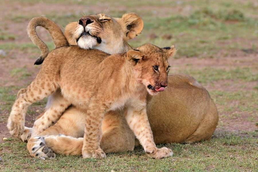 Lamara Tourism – The Wild Cat Experts of East Africa