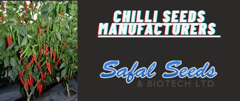 The Importance of Chilli Seeds Manufacturers in Agriculture