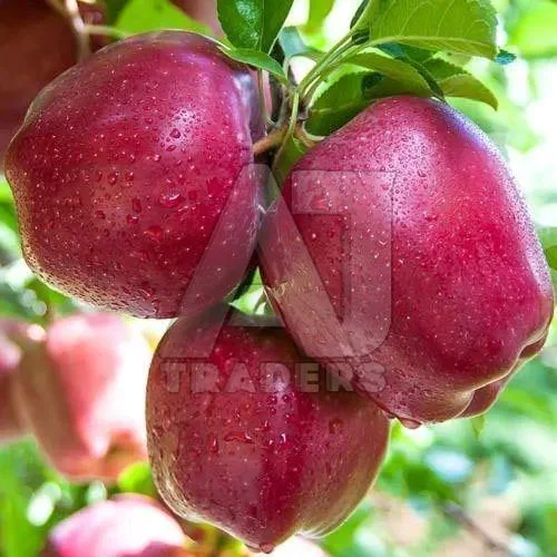 Himachali A Grade Apple Wholesaler for Supermarkets and Fruit Traders