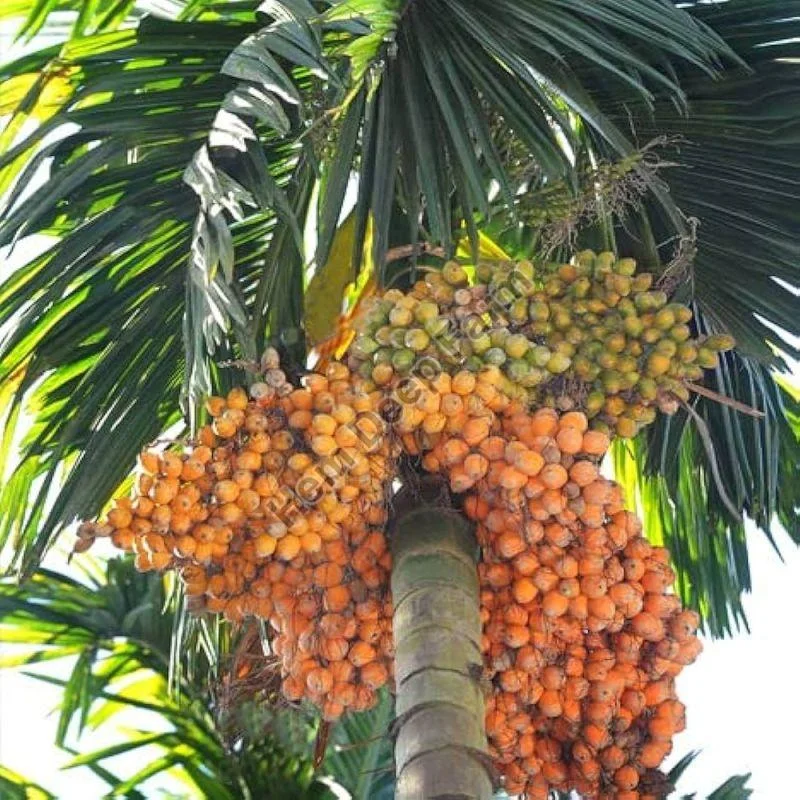 Areca Nut Plants Manufacturer: Supplying Quality Areca Nut for Agriculture and Business