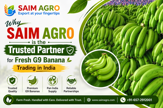 Why Saim Agro is the Trusted Partner for Fresh G9 Banana Trading in India